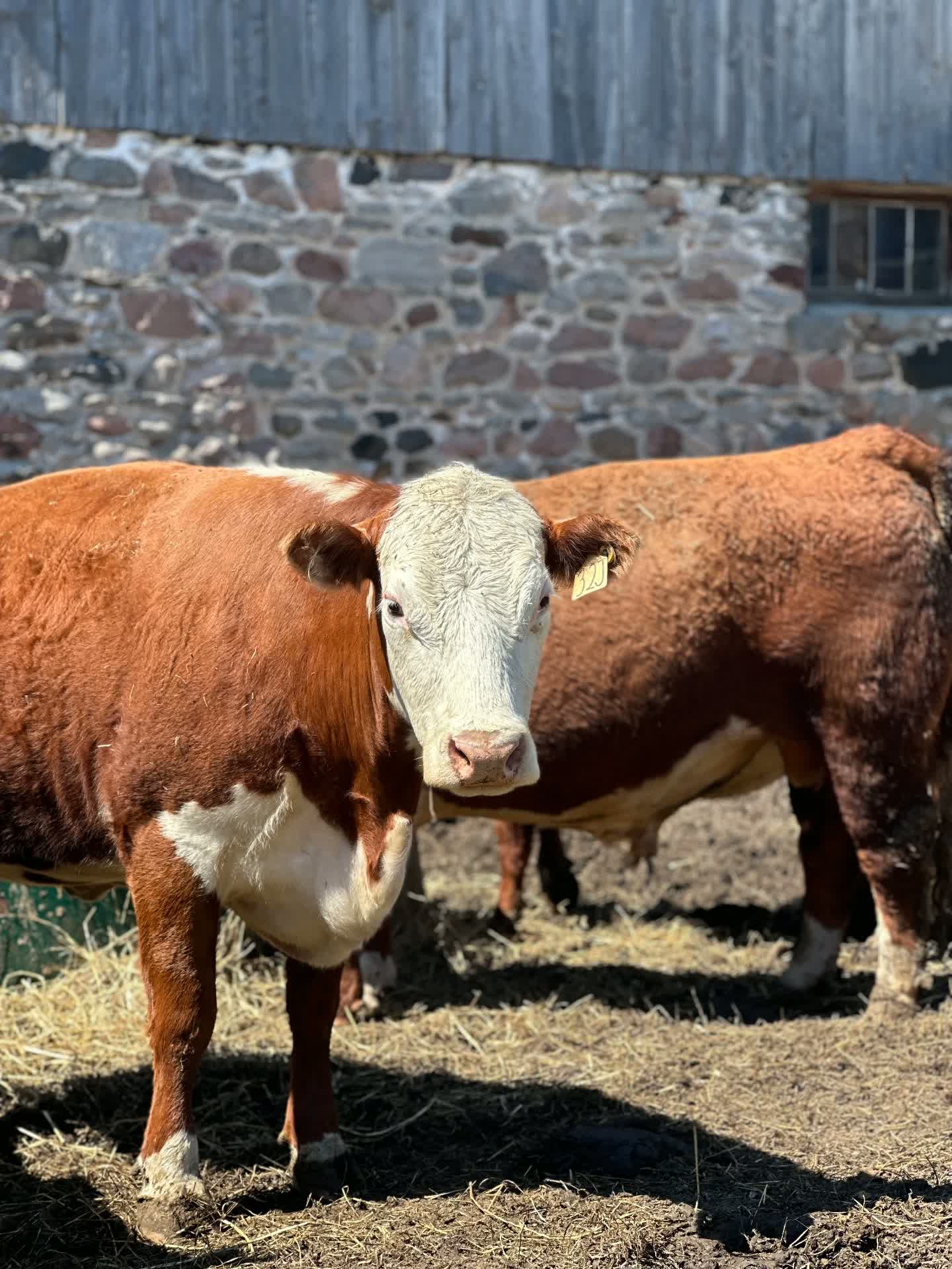 Hereford cattle in front of the stone barn