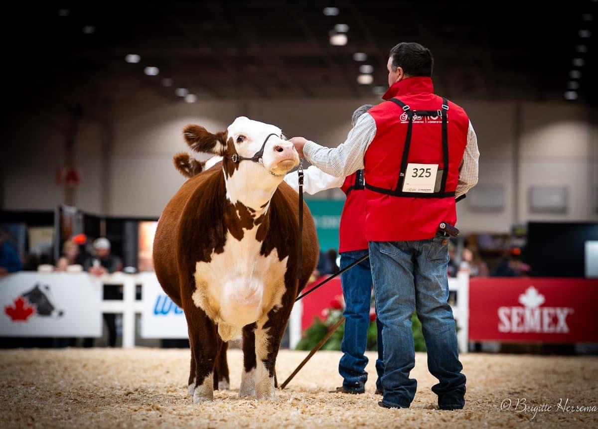 A Hereford being shown in the ring