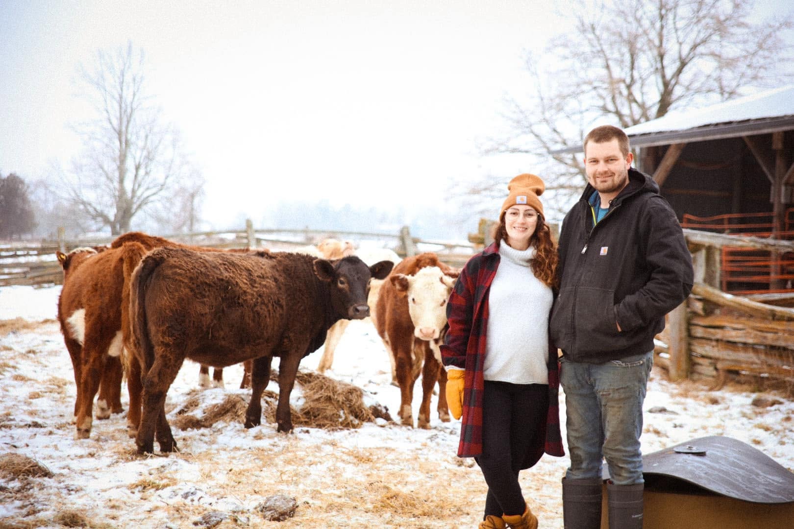 Samantha Turner and her husband with their Hereford cattle in winter